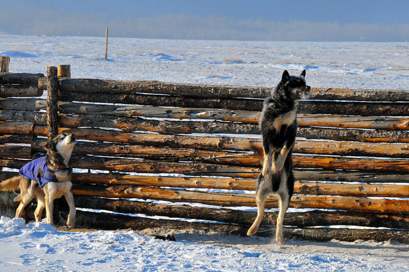Mongolie